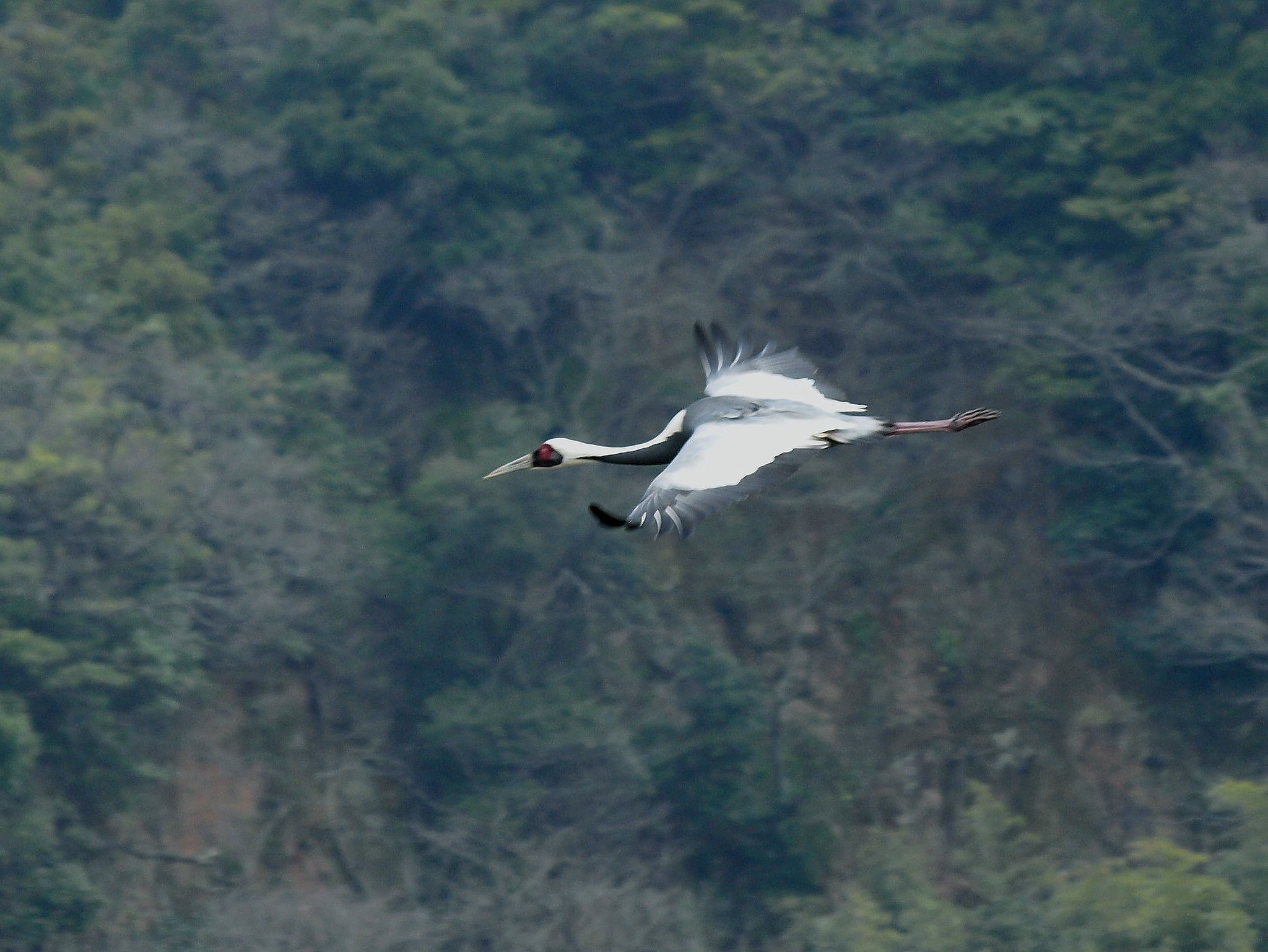 マナズル−２