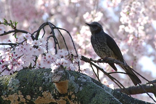 【桜】しだれ桜