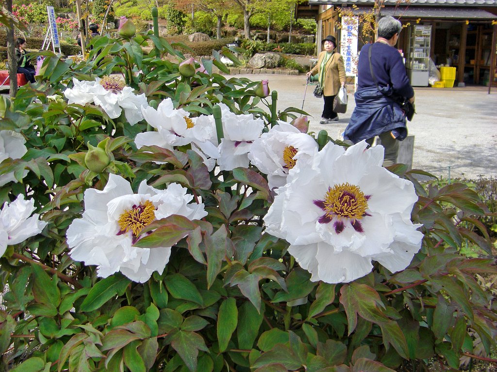 まだ無料開園です。
