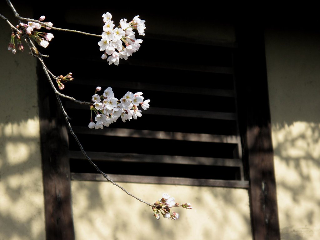 土壁と桜