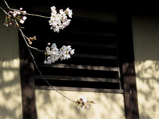 土壁と桜