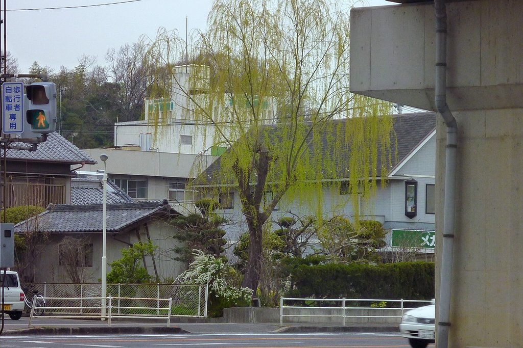 柳