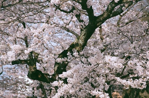 古木桜