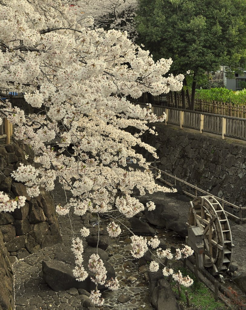 【桜】桜と水車