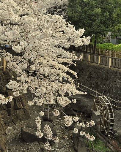 【桜】桜と水車