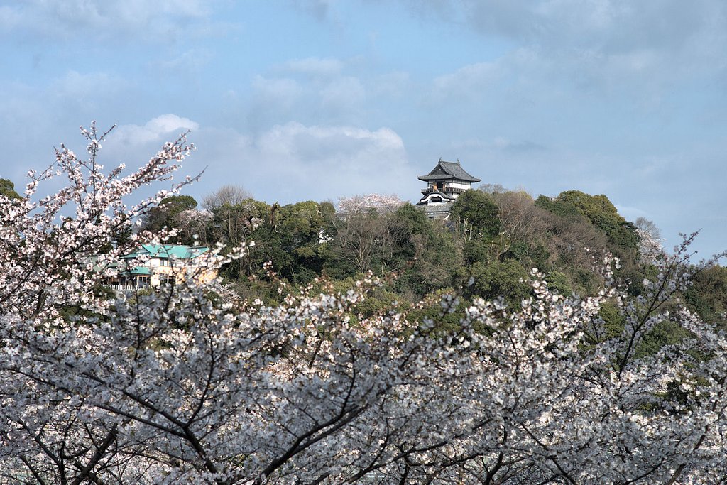 【桜】犬山城