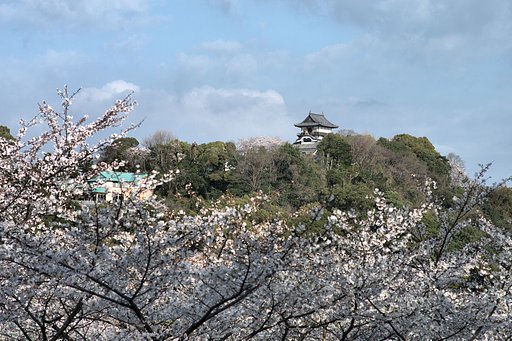 【桜】犬山城