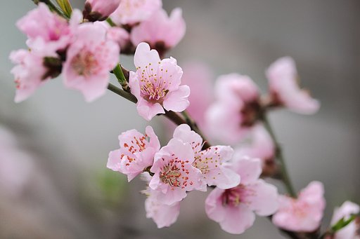 東京の花　桃