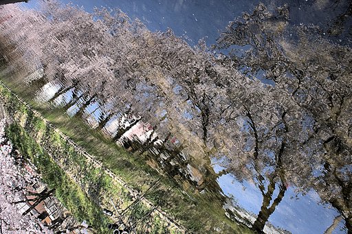 【桜】五条川