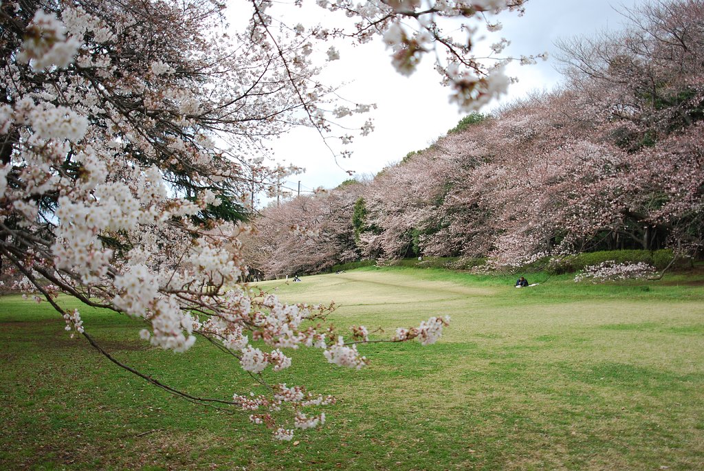 砧公園