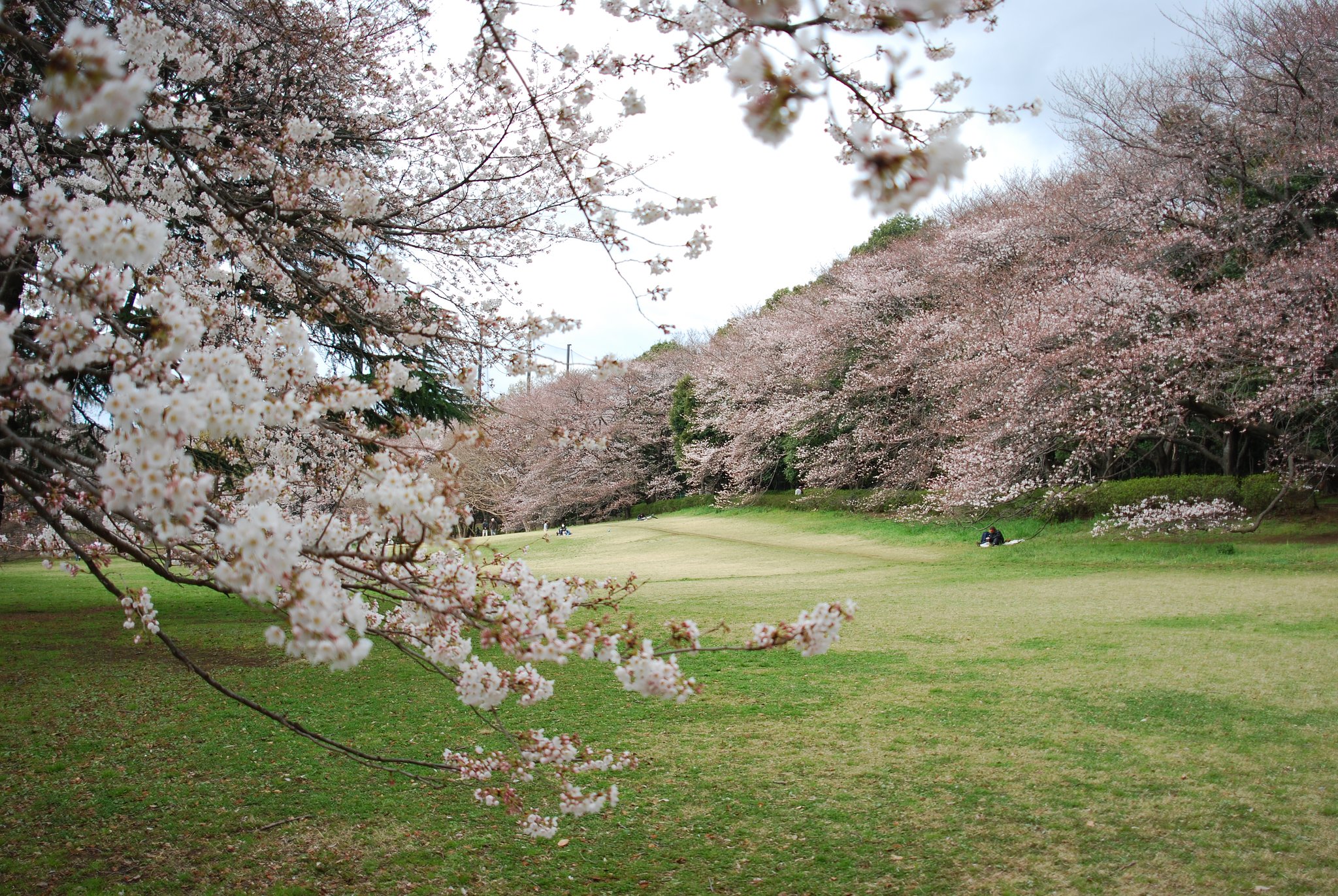 砧公園