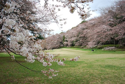 砧公園