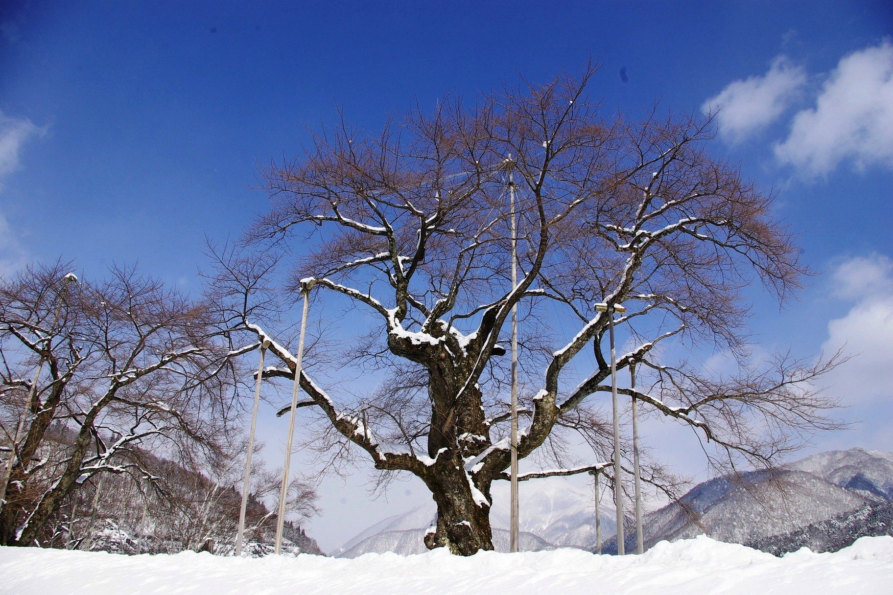 3月【凛】…結果ご報告