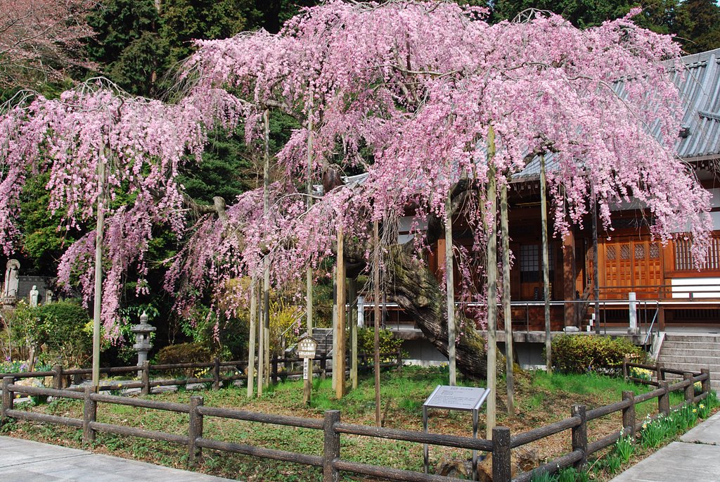 しだれ桜