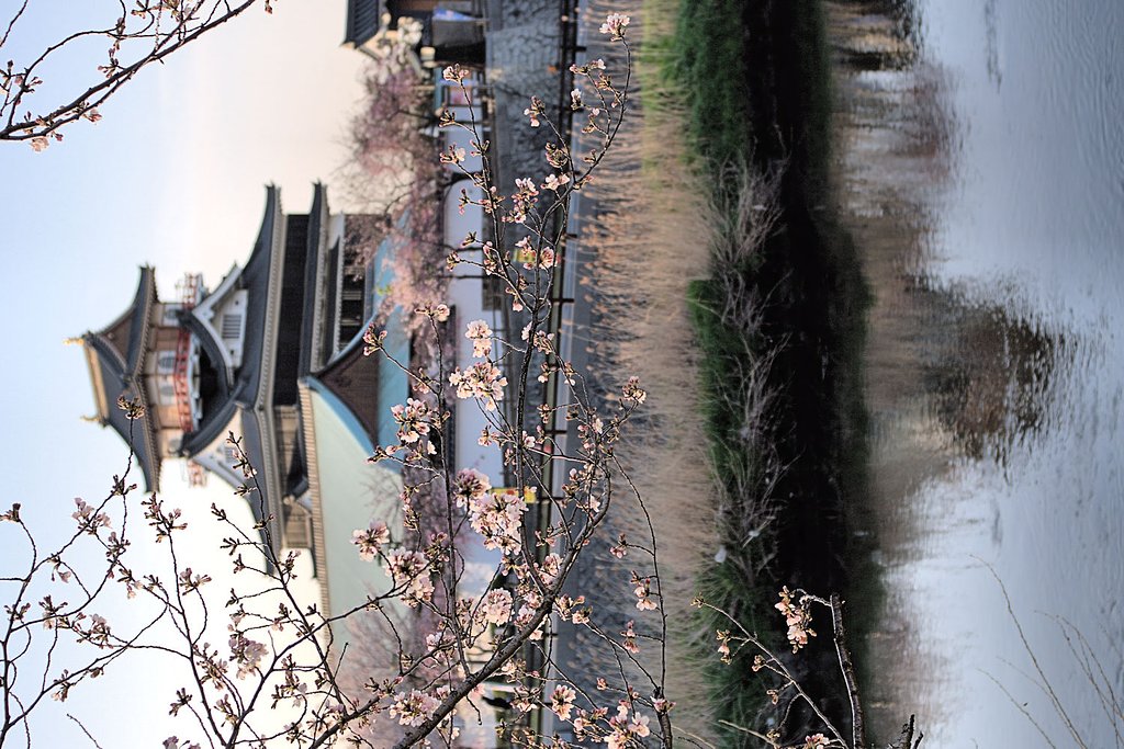 清洲城背景に【桜】