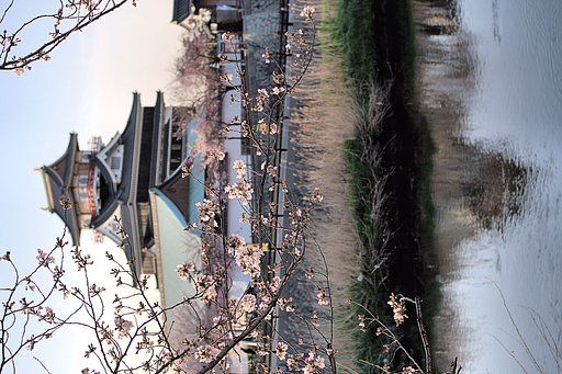 清洲城背景に【桜】
