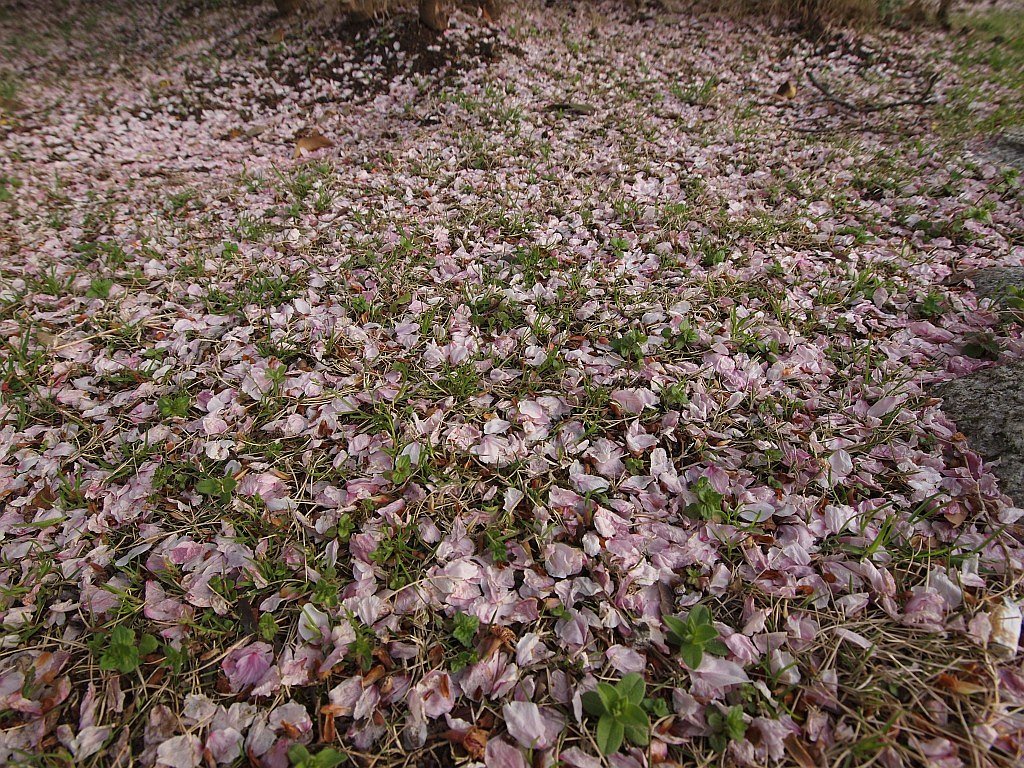 花びらの絨毯^^;
