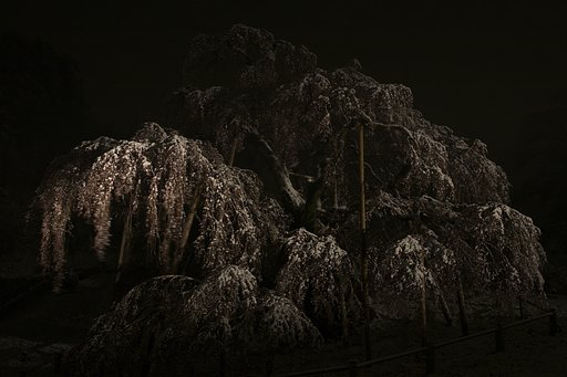 【桜】４０年ぶりの珍事