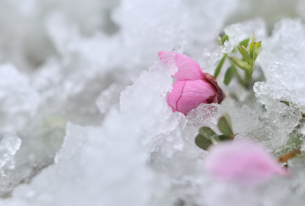四月の雪