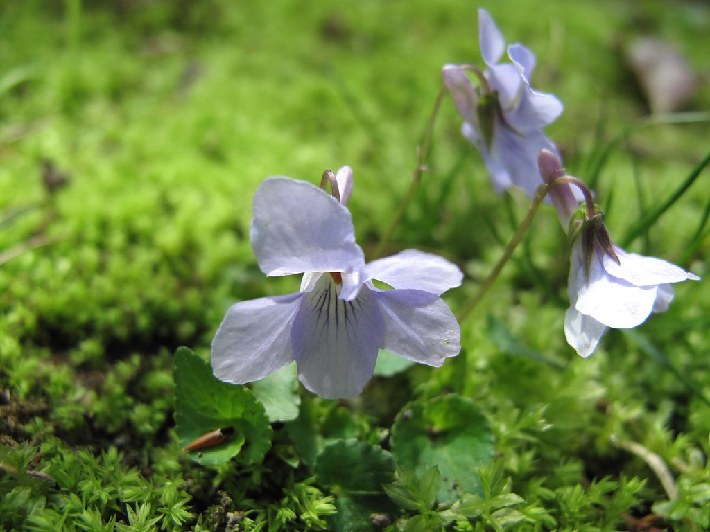 苔の中に