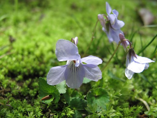 苔の中に