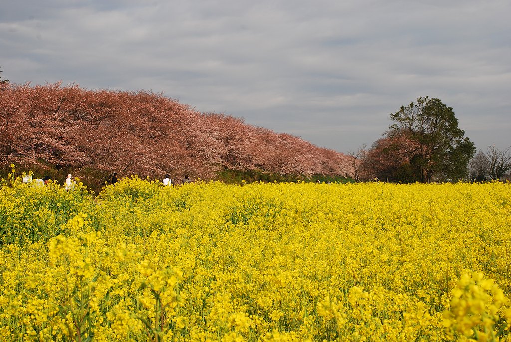 【桜】幸手 権現堂桜堤