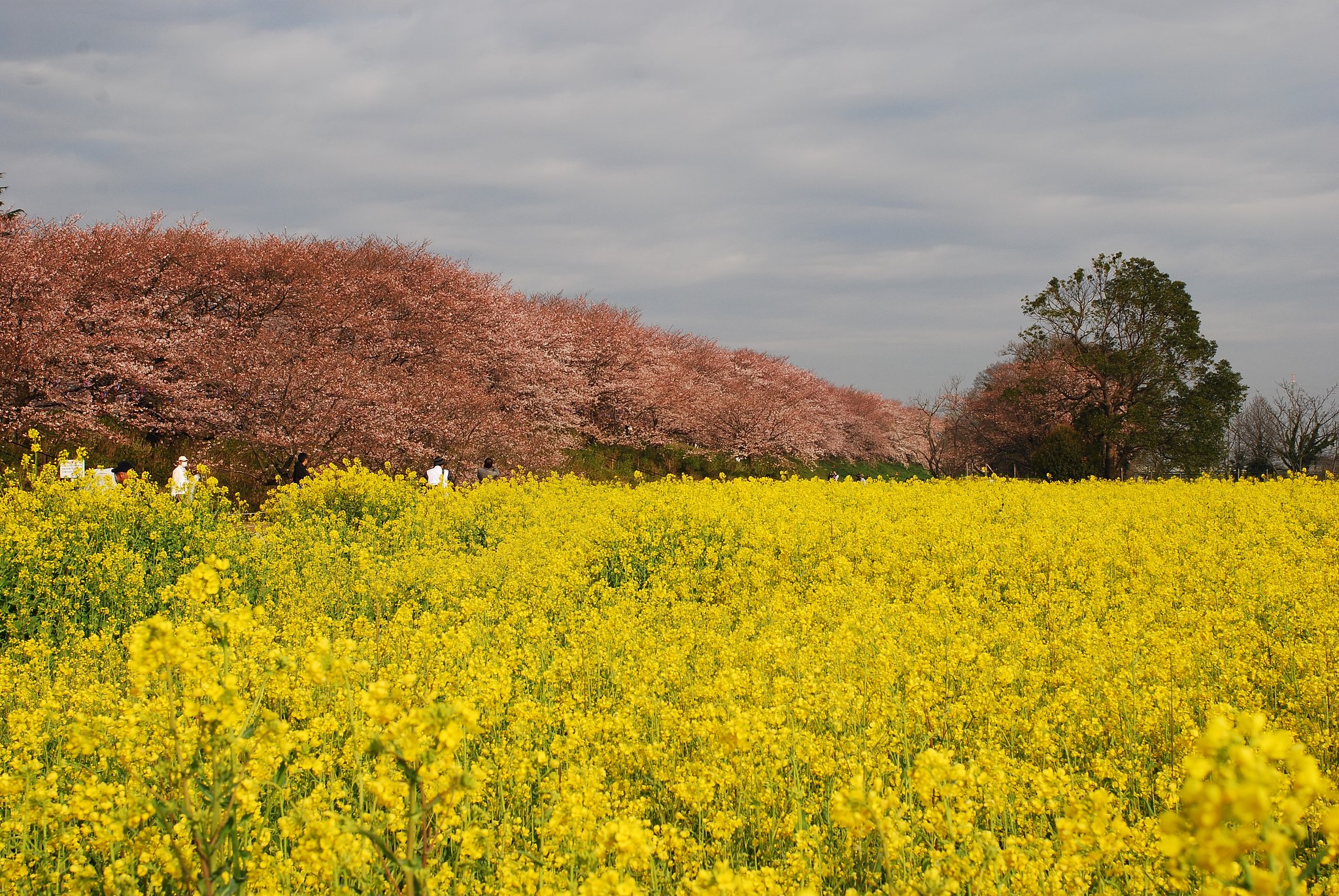 【桜】幸手 権現堂桜堤