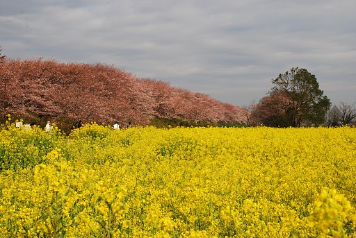 【桜】幸手 権現堂桜堤