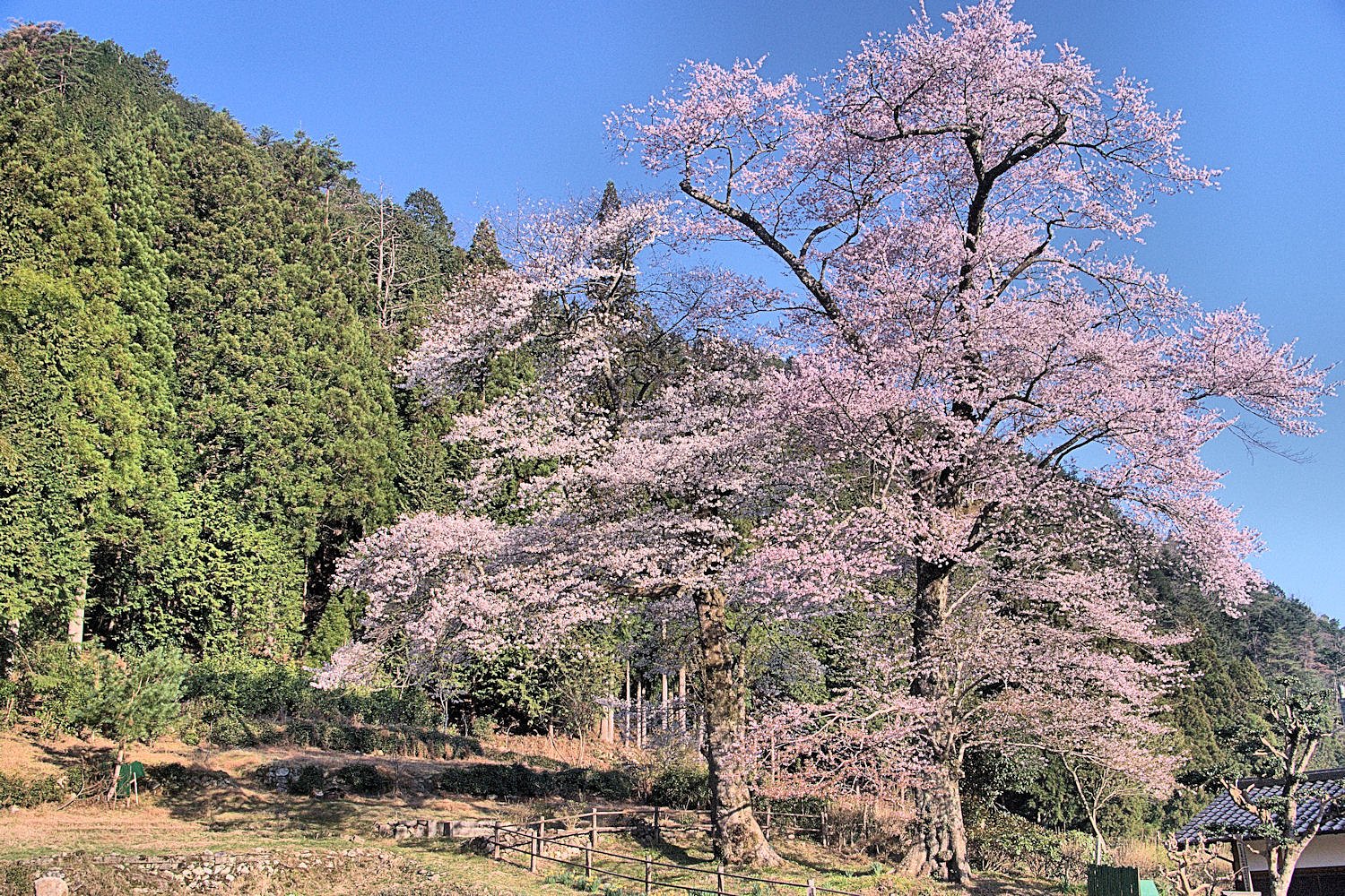 【桜】苗代桜 2009