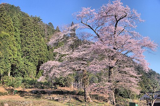 【桜】苗代桜 2009