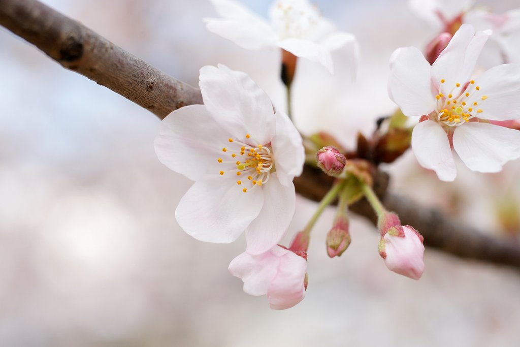 府大池桜まつり