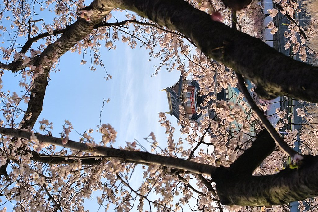 【桜】清洲城