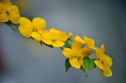 東京の花　山吹