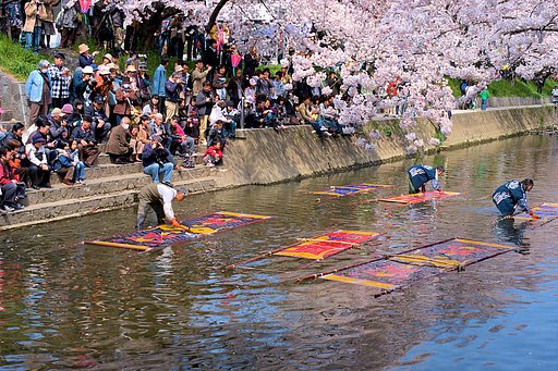 【桜】のんぼり洗い