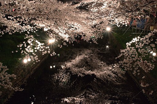 【桜】ライトアップ