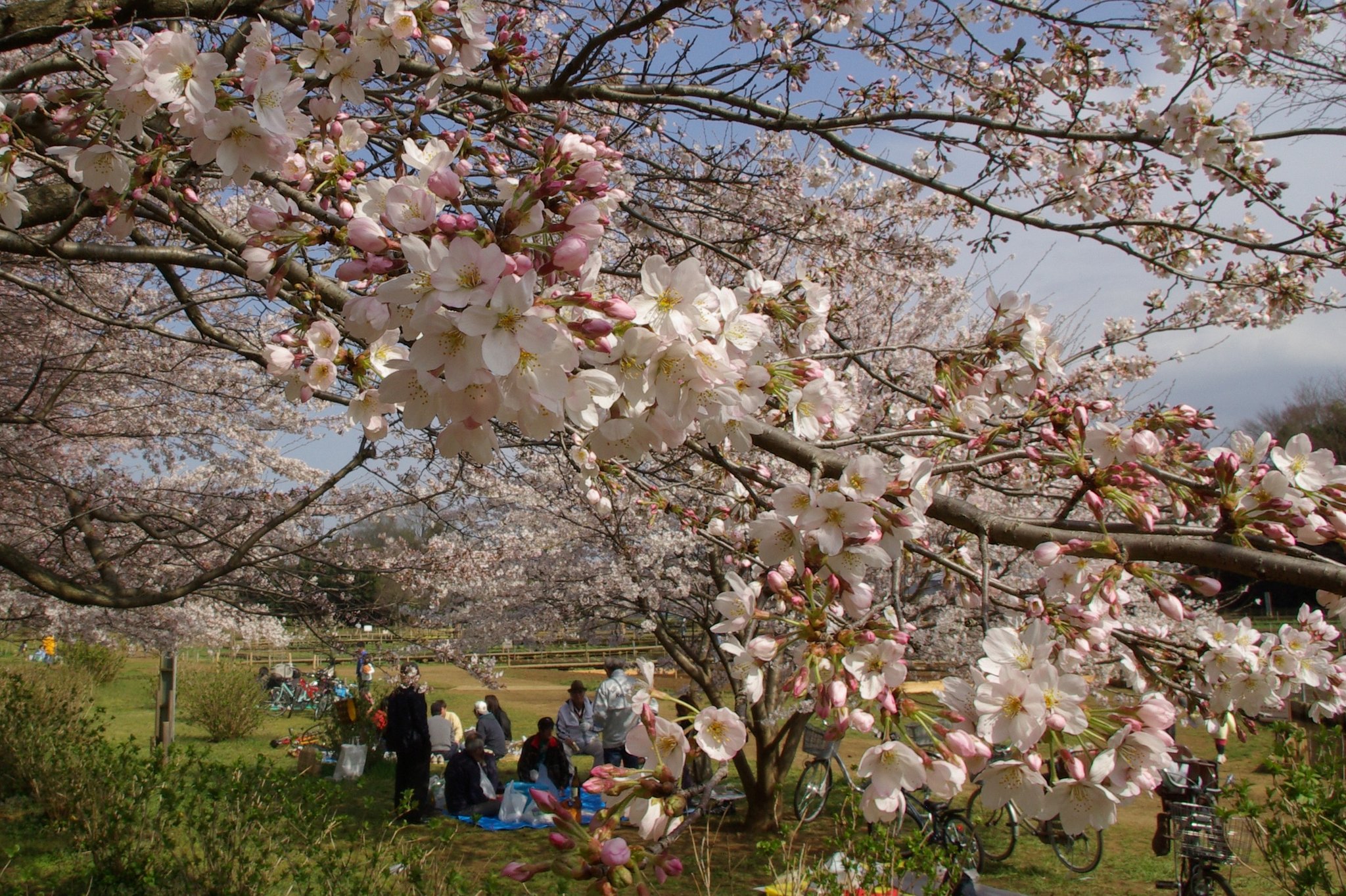 ご近所のお花見