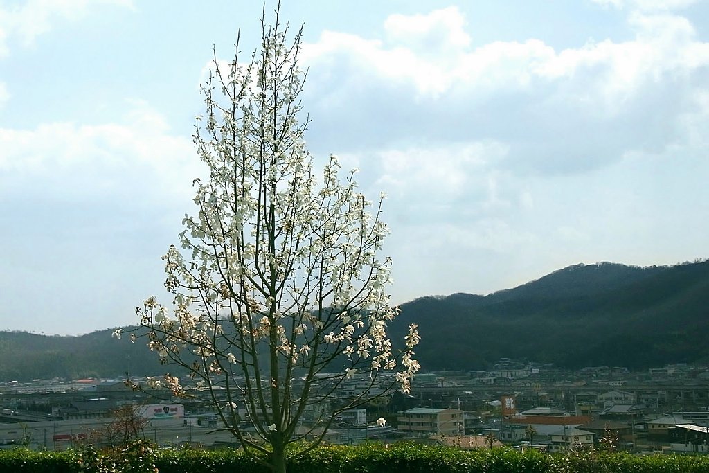 白木蓮のある風景