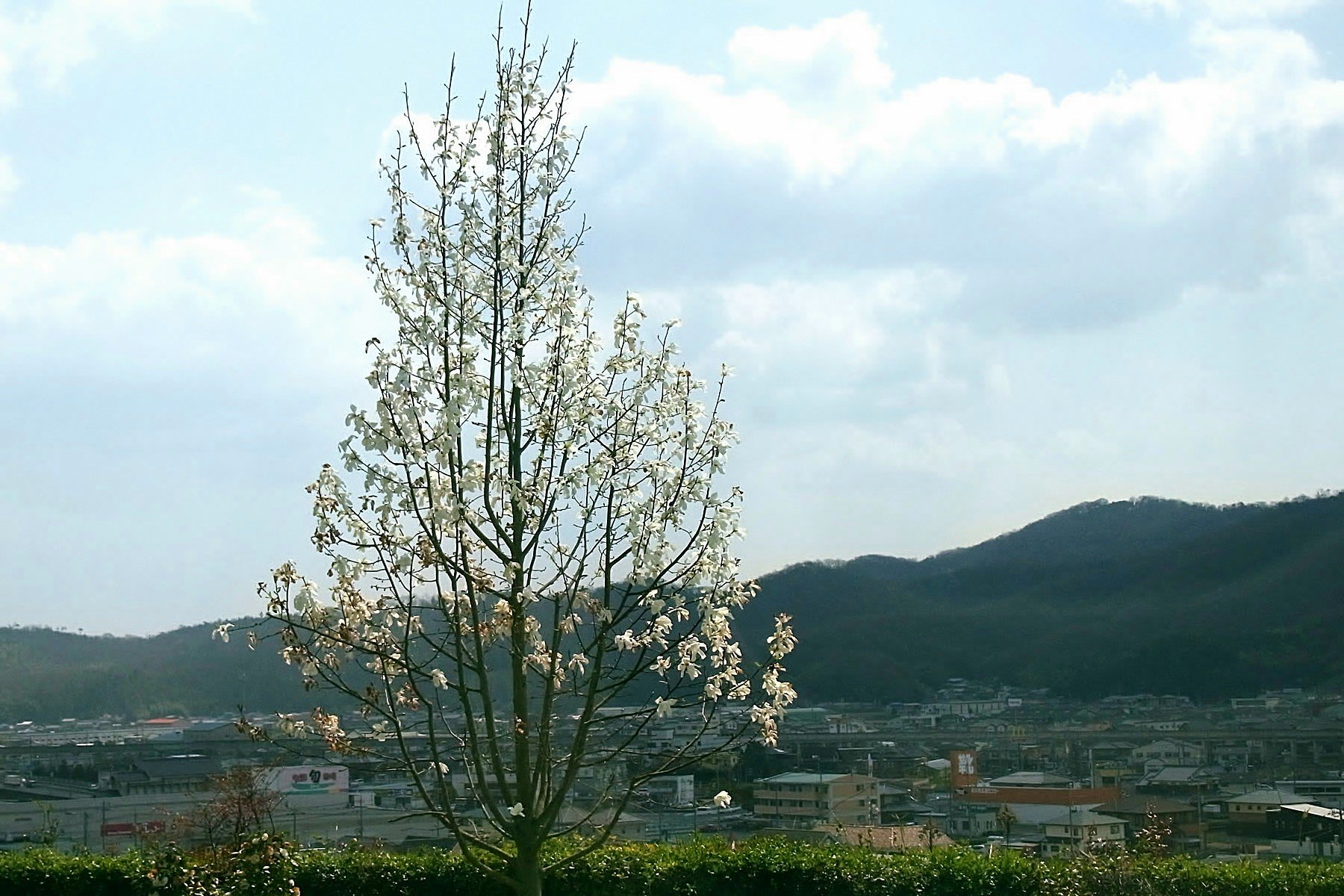 白木蓮のある風景