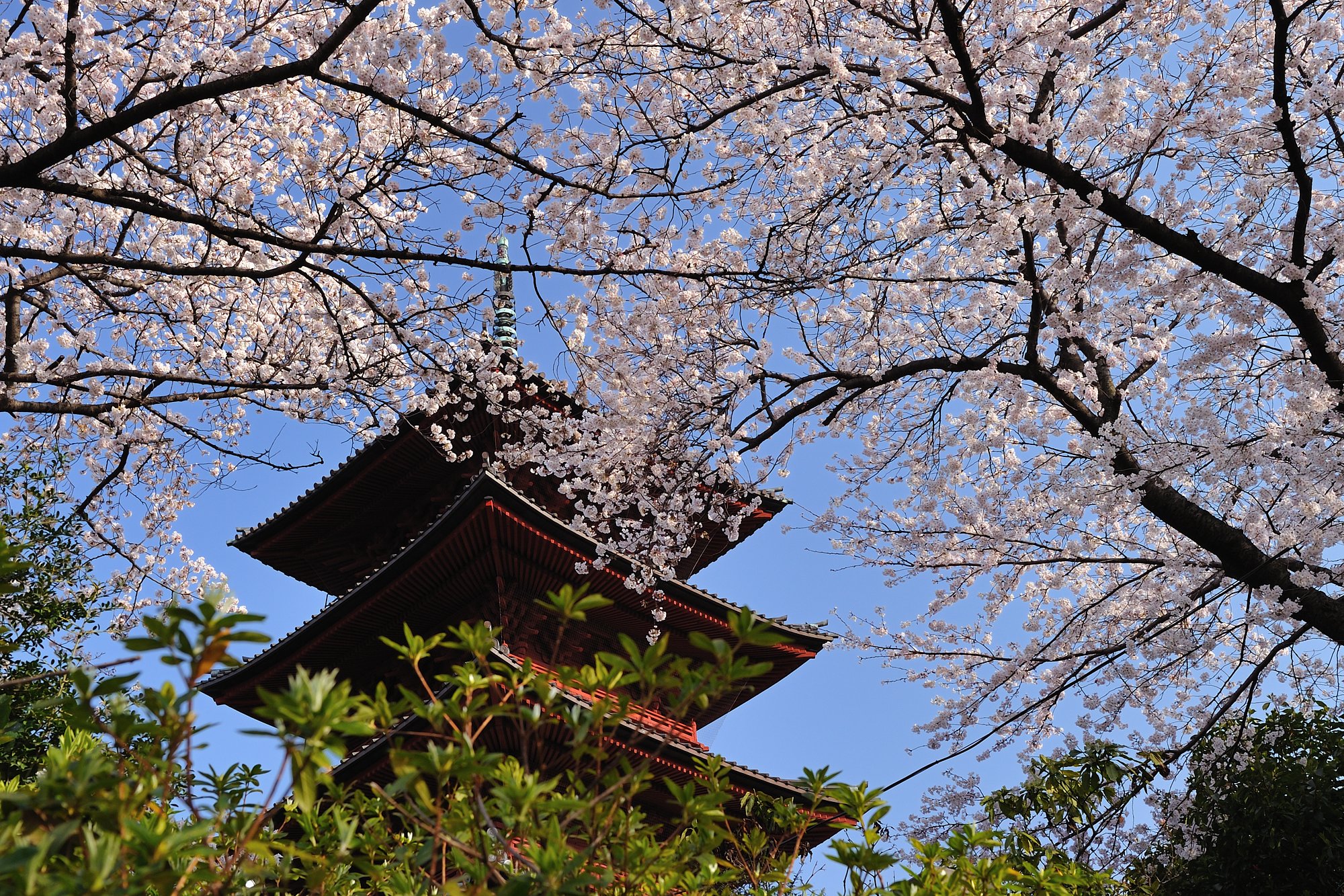 五重の塔と桜