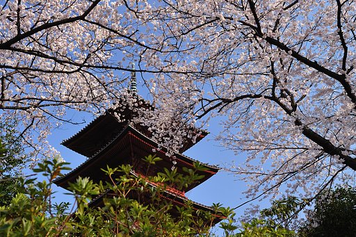 五重の塔と桜