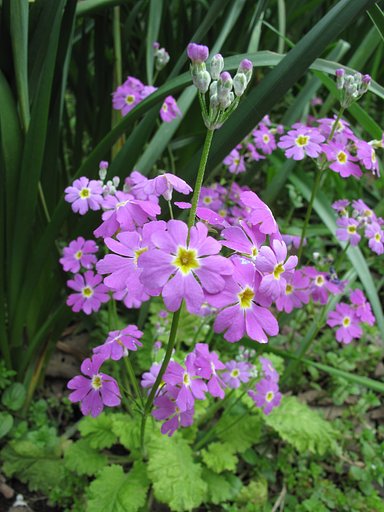 道端の小花