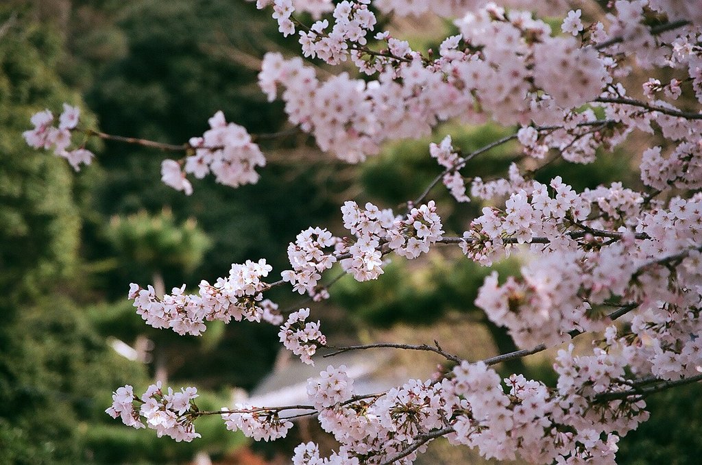 華やかに