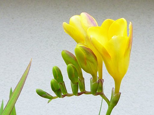 フリージア