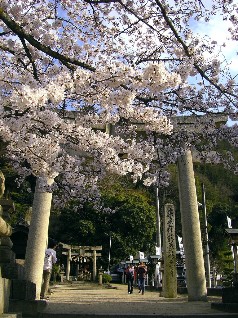 桜と鳥居