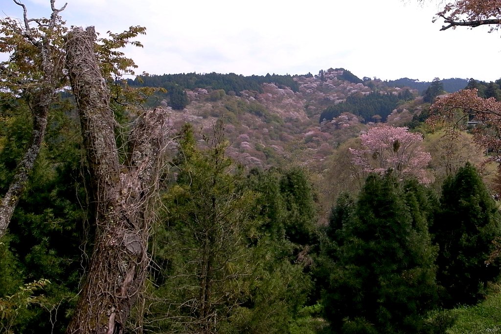 【桜】霞みか雲かの吉野山