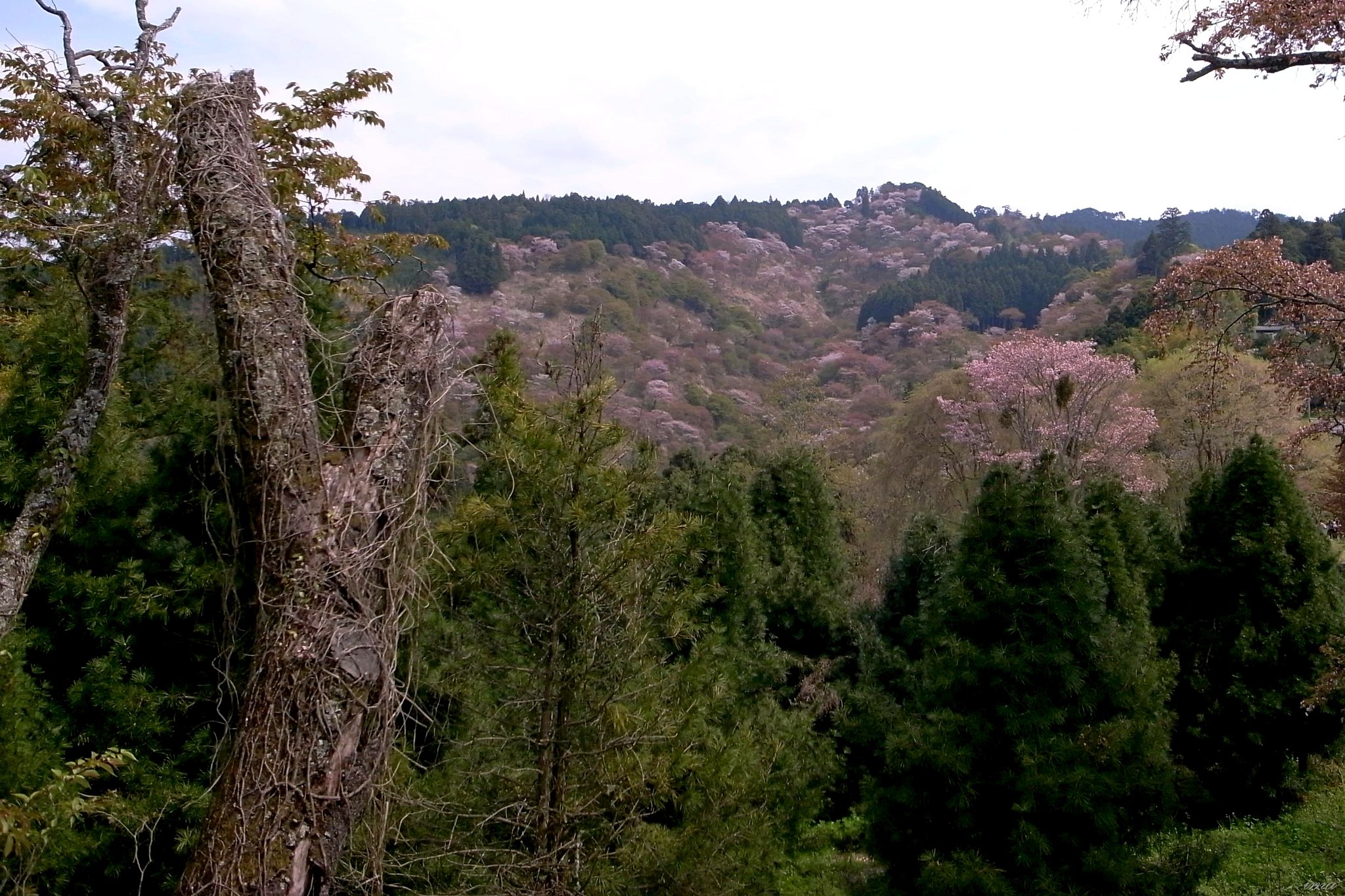 【桜】霞みか雲かの吉野山