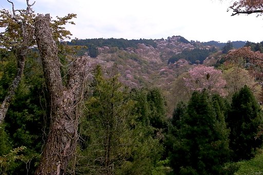 【桜】霞みか雲かの吉野山