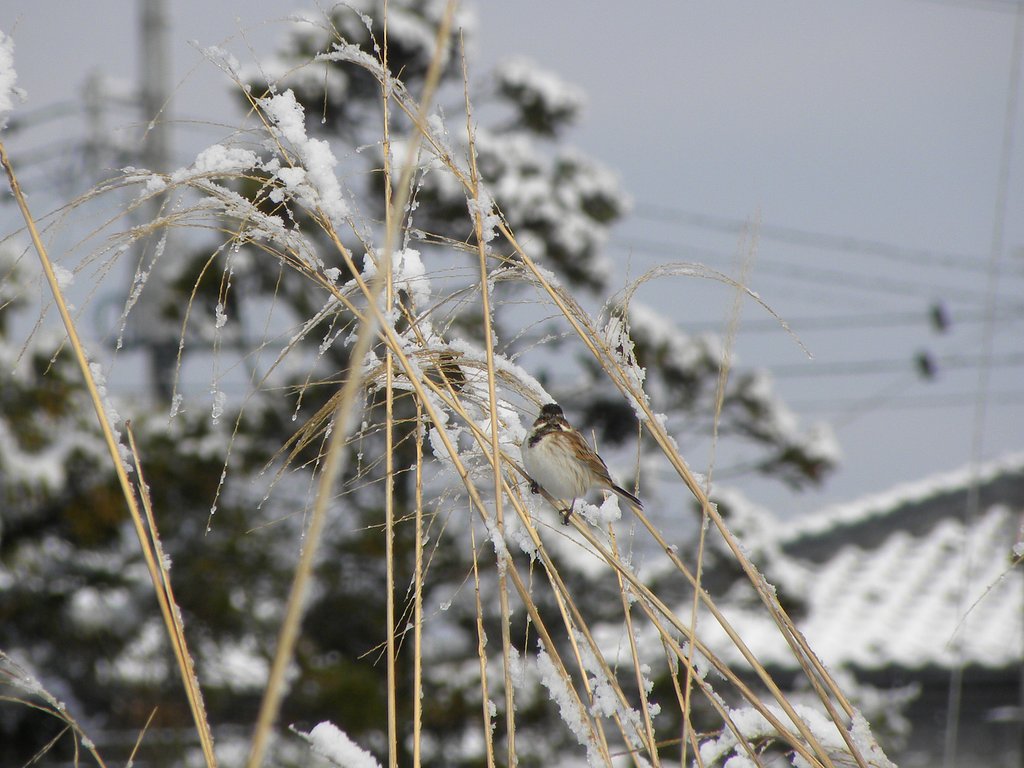 オオジュリンではないかと…