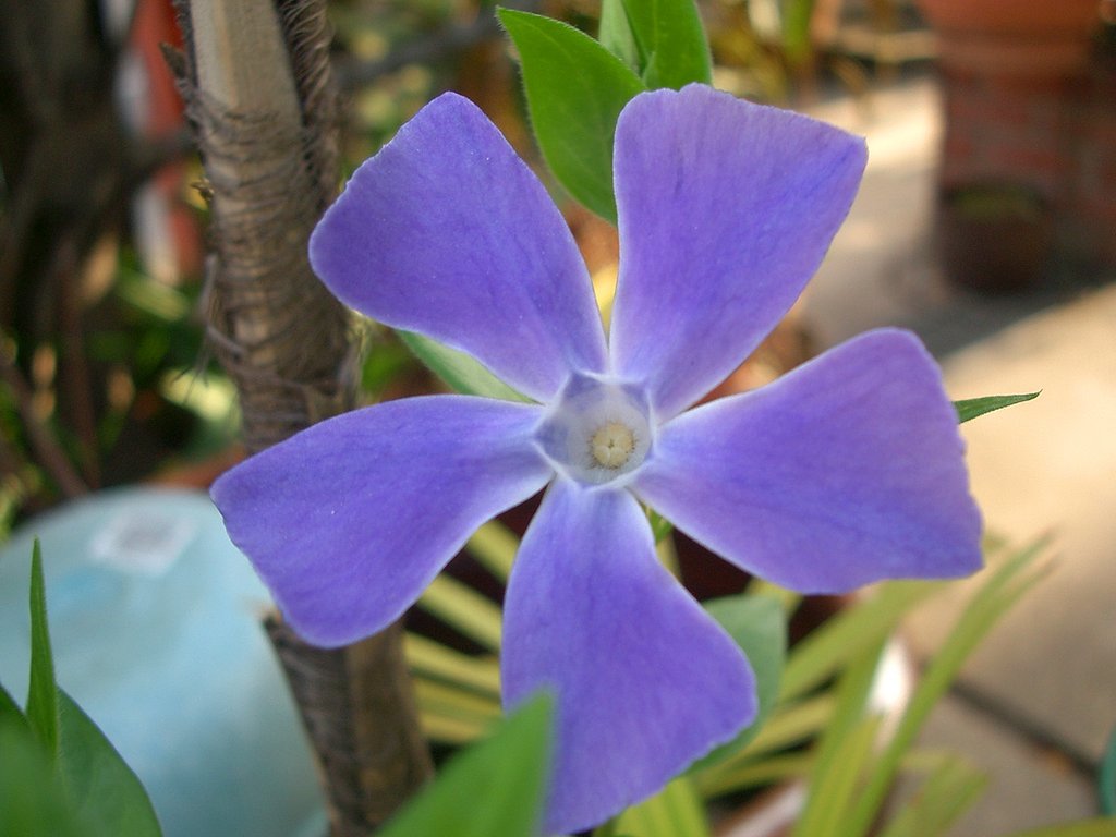 蔓日日草