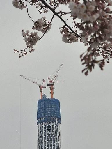 338ｍの東京スカイツリーと桜